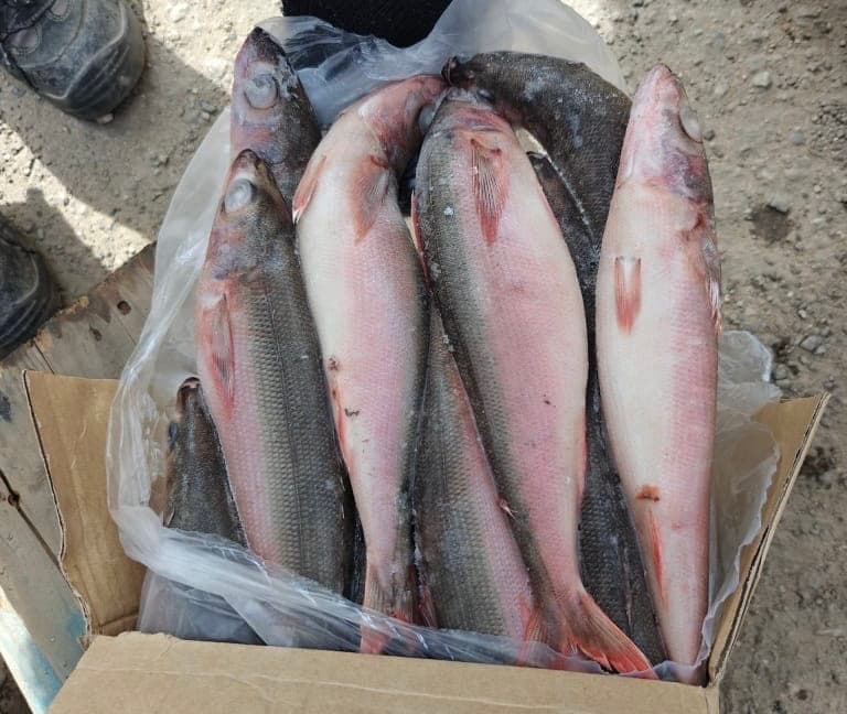 RedBait
