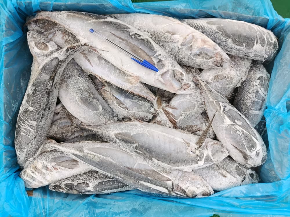 Horse Mackerel (Kote)