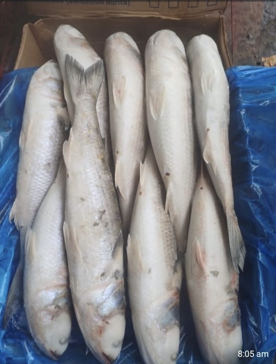 Mullet Fish